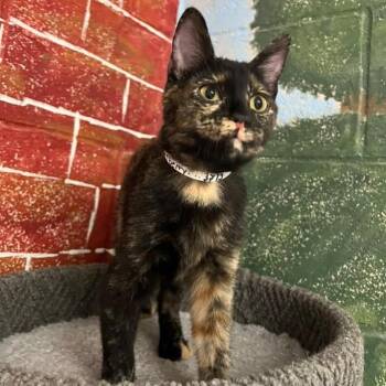 Blackberry -  Domestic Short Hair Cat for Adoption in Laredo, Texas - Blackberry | PetCurious