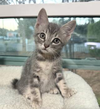 Cosmo (A141681) -  Tabby Cat for Adoption in Burbank, California - Cosmo (A141681) | PetCurious