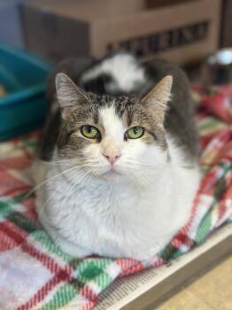 Greta -  Domestic Short Hair Cat Available for Adoption in Columbus, Ohio - Greta | PetCurious
