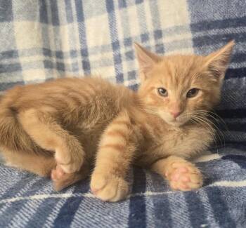 MANGO -  Domestic Short Hair Cat for Adoption in Spotswood, New Jersey - MANGO | PetCurious