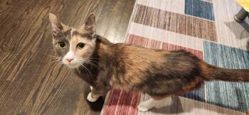 Domestic Short Hair Cats Available for Adoption - MEOWNALISA | PetCurious
