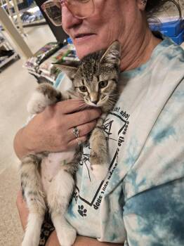 Yosemite -  Domestic Short Hair Cat for Adoption in East Lansing, Michigan - Yosemite | PetCurious