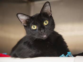 LYLA -  Domestic Short Hair Cat for Adoption in Phoenix, Arizona - LYLA | PetCurious