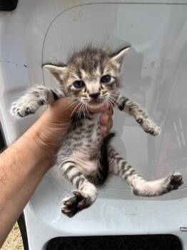 Domestic Short Hair Cats Available for Adoption in Doral, Florida - QUINN | PetCurious