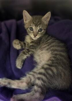 Pusheen -  Domestic Short Hair Cat for Adoption in Westland, Michigan - Pusheen | PetCurious