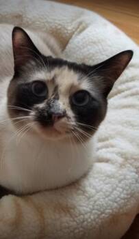 Siamese Cats Available for Adoption in Wheaton, Illinois - Dottie | PetCurious