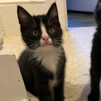 Pippin -  Domestic Short Hair Cat for Adoption in York, Pennsylvania - Pippin | PetCurious