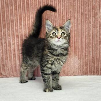 Del -  Domestic Long Hair Cat for Adoption in Benld, Illinois - Del | PetCurious