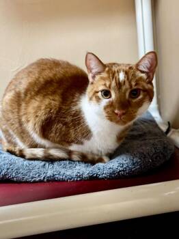 Domestic Short Hair Cats Available for Adoption in Ocala, Florida - Flower | PetCurious