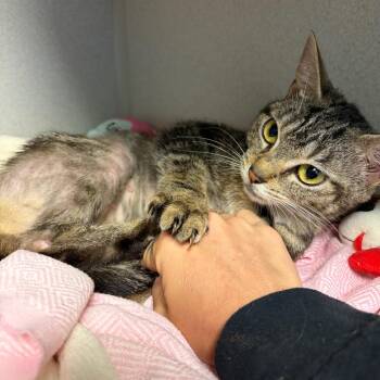 Peregrin -  Domestic Short Hair Cat for Adoption in Pittsburgh, Pennsylvania - Peregrin | PetCurious