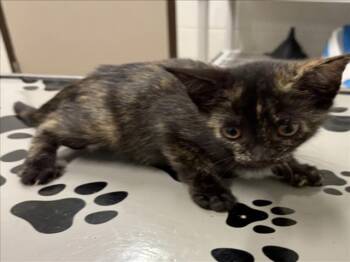MOANA -  Domestic Short Hair Cat for Adoption in Derwood, Maryland - MOANA | PetCurious