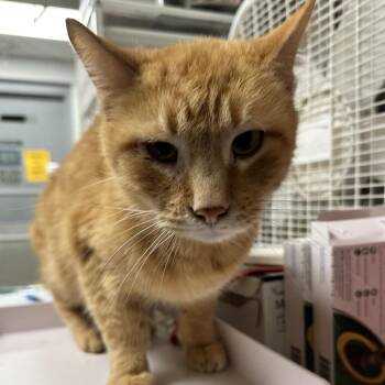 Domestic Short Hair Cats Available for Adoption - Murray | PetCurious