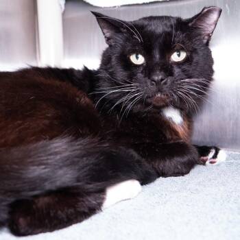 Tuxley -  Domestic Short Hair Cat for Adoption in Seattle, Washington - Tuxley | PetCurious
