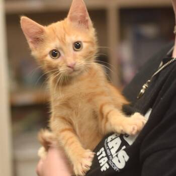 Marjorie Glick -  Domestic Short Hair Cat for Adoption in Belleville, Illinois - Marjorie Glick | PetCurious