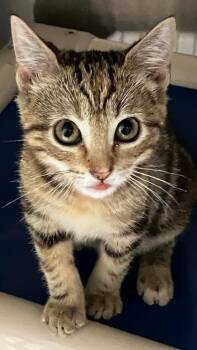 Jellyfish -  Domestic Short Hair Cat for Adoption in Venice, Florida - Jellyfish | PetCurious