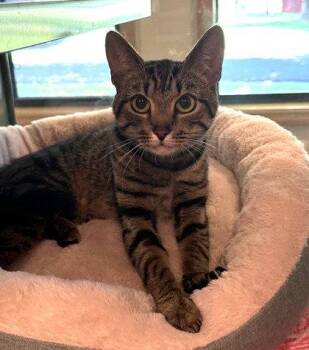 Bastet -  Domestic Short Hair Cat for Adoption in Midland, Virginia - Bastet | PetCurious
