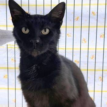 Dewey -  Domestic Short Hair Cat for Adoption in St. Louis, Missouri - Dewey | PetCurious