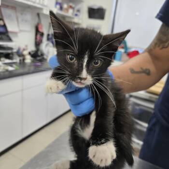 Domestic Short Hair Cats Available for Adoption in Newark, New Jersey - 46198 | PetCurious