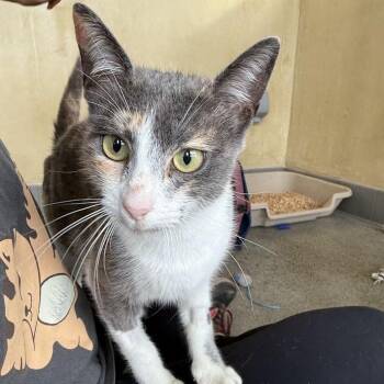 Rescue Domestic Short Hair Cats for Adoption in Berkeley, California - Xanthia | PetCurious