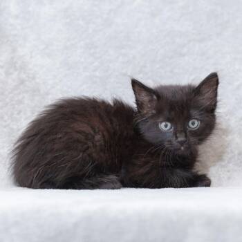 Michelle (green) -  Domestic Long Hair Cat for Adoption in Sunnyvale, California - Michelle (green) | PetCurious