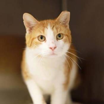 Domestic Short Hair Cats Available for Adoption in Atlanta, Georgia - Castle | PetCurious