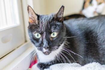 Domestic Short Hair Cats Available for Adoption in Hilton Head Island, South Carolina - Bridgette | PetCurious