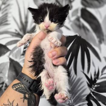 Domestic Short Hair Cats Available for Adoption in Wahiawa, Hawaii - Hot Pocket | PetCurious