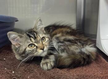 Nalani -  Persian Cat for Adoption in Liverpool, New York - Nalani | PetCurious