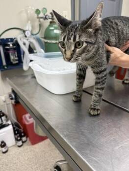 Catherine -  Domestic Short Hair Cat for Adoption in Conway, Arkansas - Catherine | PetCurious