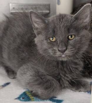 6-251 -  Domestic Medium Hair Cat for Adoption in Lindenhurst, New York - 6-251 | PetCurious