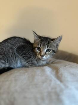 Bigfoot -  Tabby Cat for Adoption in Chicago, Illinois - Bigfoot | PetCurious