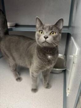 Domestic Short Hair Cats Available for Adoption in Waterloo, Iowa - Zuri | PetCurious
