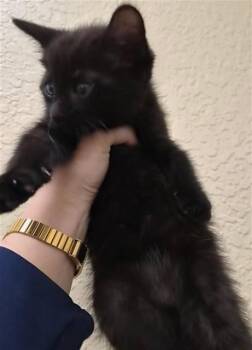RICARDO -  Domestic Medium Hair Cat for Adoption in Fort Myers, Florida - RICARDO | PetCurious