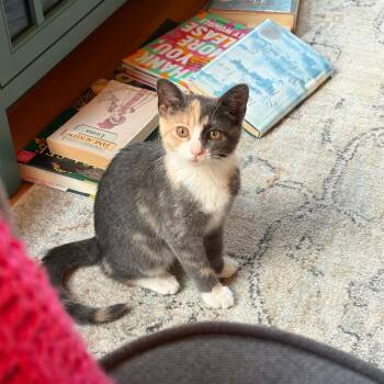 Meredith -  Domestic Medium Hair Cat for Adoption in Chicago, Illinois - Meredith | PetCurious