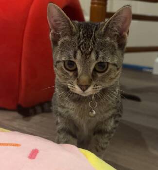 Rescue Domestic Short Hair and Tabby Cats for Adoption in Lemont, Illinois - Marwa | PetCurious
