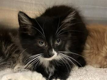 Domestic Long Hair Cats Available for Adoption in Tustin, California - RODGER | PetCurious