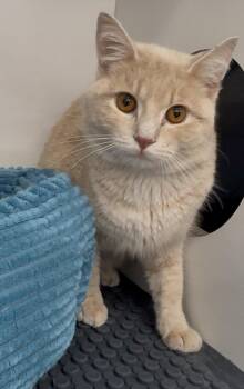 Sam -  Domestic Short Hair Cat for Adoption in Cuyahoga Falls, Ohio - Sam | PetCurious