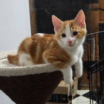 Rescue Domestic Short Hair Cats for Adoption in Honolulu, Hawaii - Meatball | PetCurious