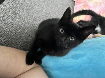 Rescue Domestic Short Hair Cats for Adoption in East Rochester, New York - Mischief | PetCurious