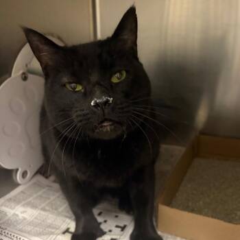 Rakasha -  Domestic Short Hair Cat for Adoption in Cheyenne, Wyoming - Rakasha | PetCurious