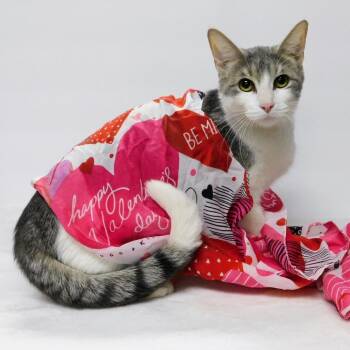 Domestic Short Hair Cats Available for Adoption - Lil Bit | PetCurious