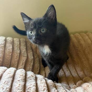 Martha -  Domestic Short Hair Cat for Adoption in Beulaville, North Carolina - Martha | PetCurious