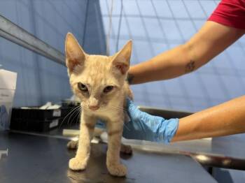 GARFIELD -  Domestic Short Hair Cat for Adoption in San Bernardino, California - GARFIELD | PetCurious