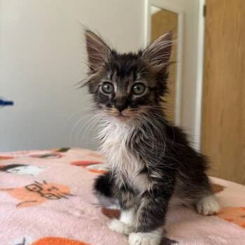 Calypso -  Domestic Medium Hair Cat for Adoption in Salt Lake City, Utah - Calypso | PetCurious