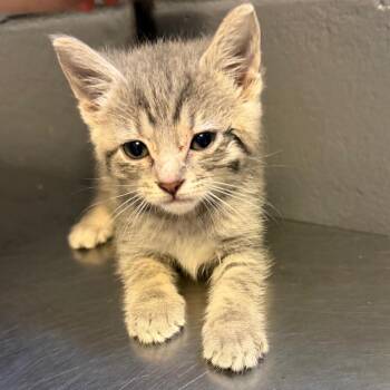 Domestic Short Hair Cats Available for Adoption in Tuscaloosa, Alabama - TUSC-Stray-84514_2_3 | PetCurious