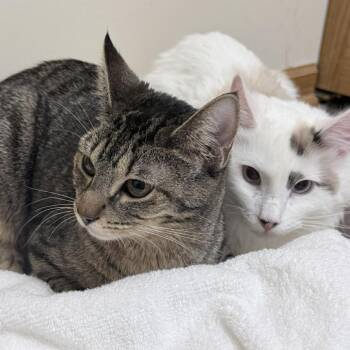 Ivy -  Domestic Short Hair Cat Available for Adoption in Plainfield, Illinois - Ivy | PetCurious