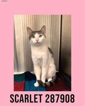 Domestic Short Hair Cats Available for Adoption - SCARLET | PetCurious