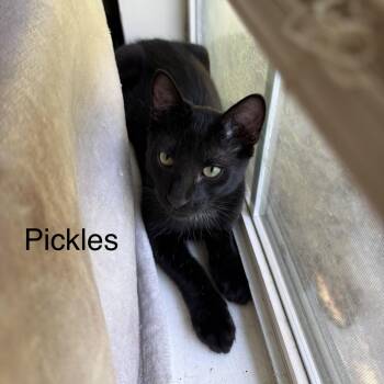 Pickles -  Domestic Short Hair Cat for Adoption in Beaufort, South Carolina - Pickles | PetCurious