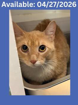 Domestic Short Hair Cats Available for Adoption in Greenville, Texas - Cat Condo # 16 Honey | PetCurious