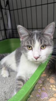 Poppy -  Domestic Medium Hair Cat for Adoption in Cape May, New Jersey - Poppy | PetCurious